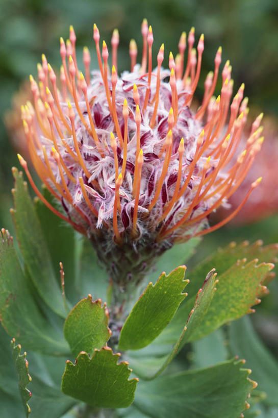 无人,竖图,室外,特写,白天,美景,植物,南非,景观,首都,花,花瓣,一个,粉色,自然,橙色,景色,摄影,单个,针垫花,自然风光,开普敦,普罗梯亚木,彩图,对焦
