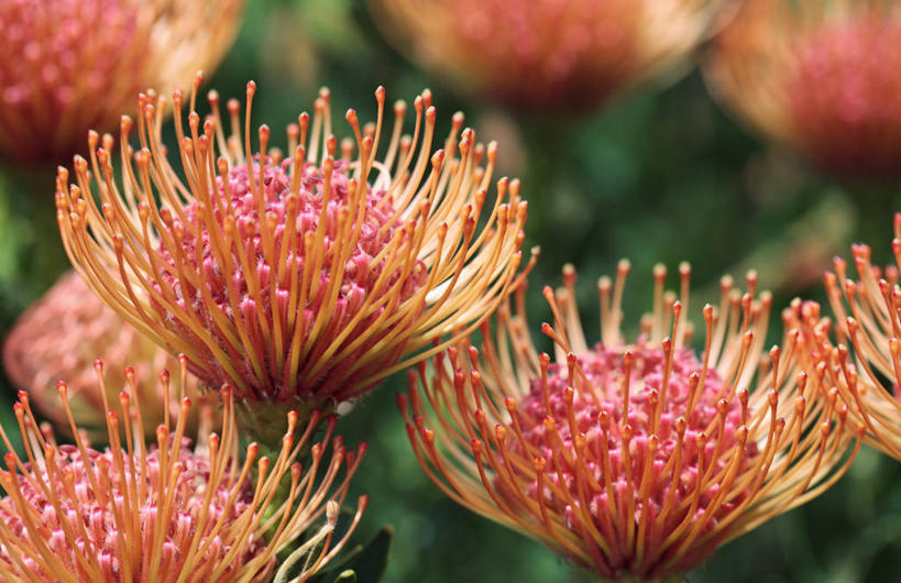 无人,横图,室外,特写,白天,美景,植物,南非,景观,首都,花,花瓣,三个,红色,自然,景色,摄影,针垫花,自然风光,开普敦,彩图