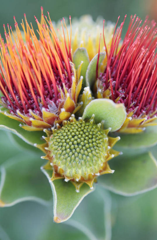 无人,竖图,室外,特写,白天,美景,植物,南非,景观,首都,花蕾,花,花瓣,两个,黄色,自然,夏天,橙色,景色,摄影,针垫花,自然风光,开普敦,彩图,对焦