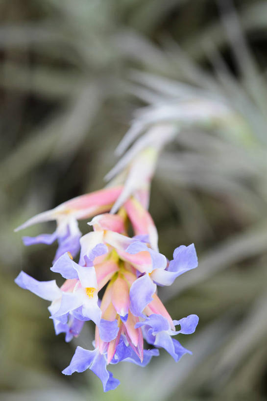 无人,竖图,室外,特写,白天,美景,植物,南非,景观,花,花瓣,一个,紫色,自然,夏天,景色,摄影,单个,自然风光,寄生藤,彩图,对焦