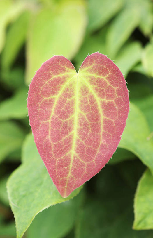 无人,竖图,室外,特写,白天,美景,植物,叶子,英国,景观,一个,粉色,绿色,自然,景色,摄影,单个,自然风光,淫羊藿,式样,彩图,对焦,多年生植物