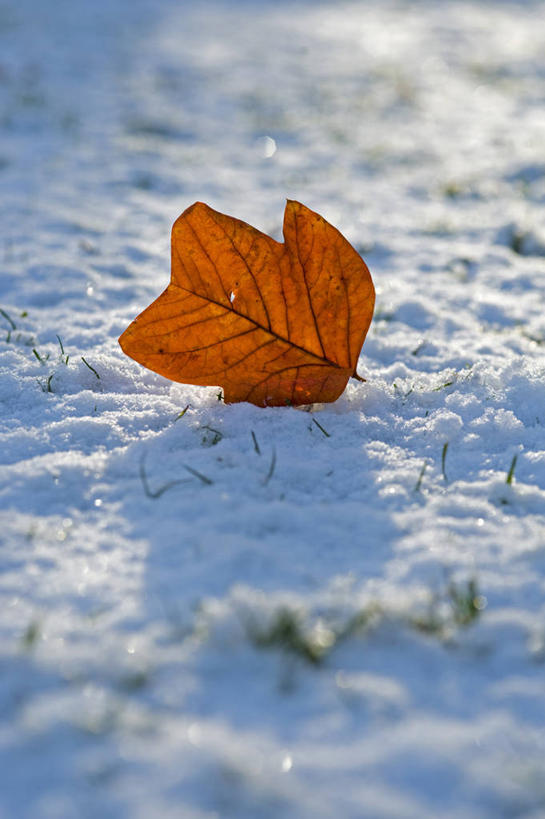 无人,竖图,室外,特写,白天,美景,雪,植物,叶子,英国,阴影,景观,冬天,一个,红色,白色,自然,景色,寒冷,摄影,单个,自然风光,逆光,郁金香树,彩图,对焦