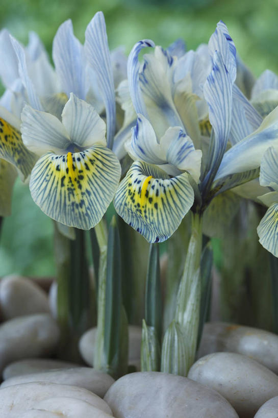 无人,竖图,室外,特写,白天,美景,植物,英国,景观,花,花瓣,蓝色,绿色,自然,春天,景色,摄影,鸢尾,自然风光,剑桥郡,彩图,对焦,多年生植物