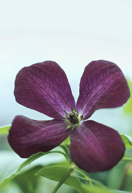 无人,攀登,竖图,室外,特写,白天,美景,植物,英国,景观,铁线莲,花,花瓣,一个,红色,自然,夏天,景色,摄影,单个,雄蕊,自然风光,落叶树,彩图,对焦