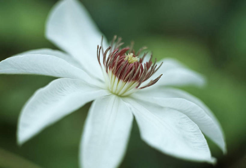 无人,攀登,横图,室外,特写,白天,美景,植物,英国,景观,铁线莲,花,花瓣,一个,白色,自然,夏天,景色,摄影,单个,雄蕊,自然风光,落叶树,彩图