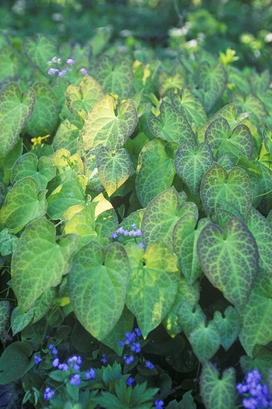 无人,竖图,室外,特写,白天,美景,植物,勿忘我,叶子,英国,景观,绿色,自然,春天,景色,摄影,伸出,自然风光,淫羊藿,彩图,多年生植物