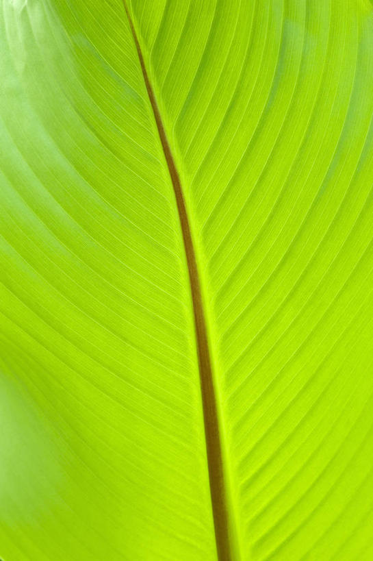无人,竖图,特写,背景,微距,美景,植物,香蕉,叶子,英国,景观,一个,绿色,自然,景色,摄影,单个,香蕉叶,自然风光,叶脉,彩图,全画面,全框架,全帧,影棚拍摄,全画幅