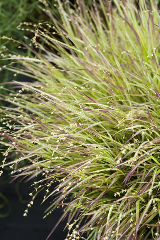 无人,竖图,室外,白天,美景,植物,叶子,英国,景观,绿色,自然,夏天,景色,摄影,自然风光,观赏草,彩图,对焦