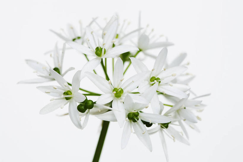 无人,横图,室内,特写,白天,白色背景,美景,植物,英国,景观,食品,饮食,花,花瓣,一个,白色,自然,春天,景色,摄影,单个,熊葱,草本,清新,自然风光,彩图,影棚拍摄