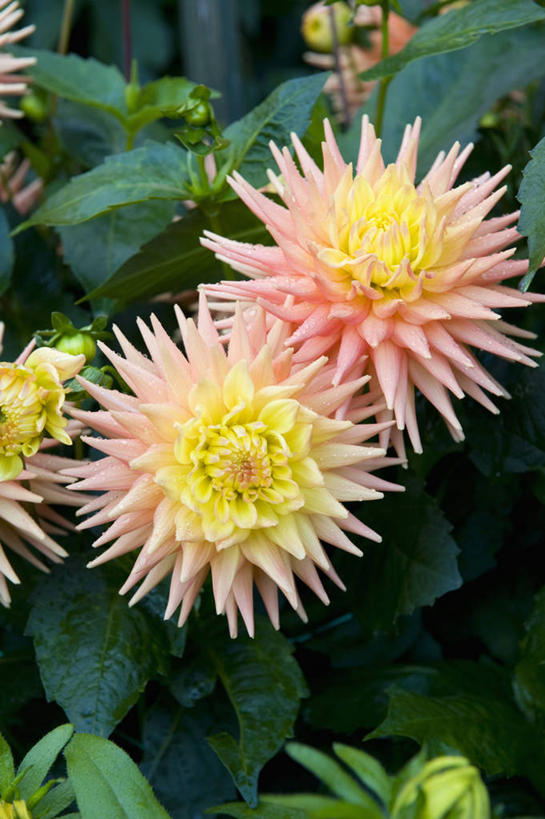 无人,竖图,室外,特写,白天,感激,美景,植物,英国,新鲜,景观,大丽花,花,花瓣,粉色,黄色,自然,夏天,菊花,景色,摄影,大理花,天竺牡丹,自然风光,大丽菊,吉利,新意,富丽,大方,新颖,彩图,背叛,地瓜花,东洋菊