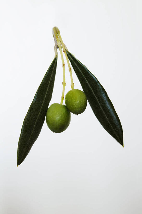 无人,竖图,室内,特写,白天,白色背景,美景,植物,橄榄,水果,叶子,英国,景观,食品,饮食,两个,绿色,自然,景色,摄影,绿橄榄,清新,自然风光,健康食物,彩图,影棚拍摄,油橄榄树