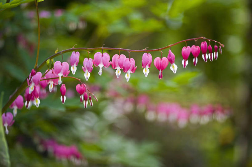 无人,横图,室外,特写,白天,美景,植物,英国,吊挂,悬挂,景观,浪漫,挂,花,花瓣,粉色,自然,春天,景色,摄影,脆弱,自然风光,荷包牡丹,心型,彩图,对焦,多年生植物