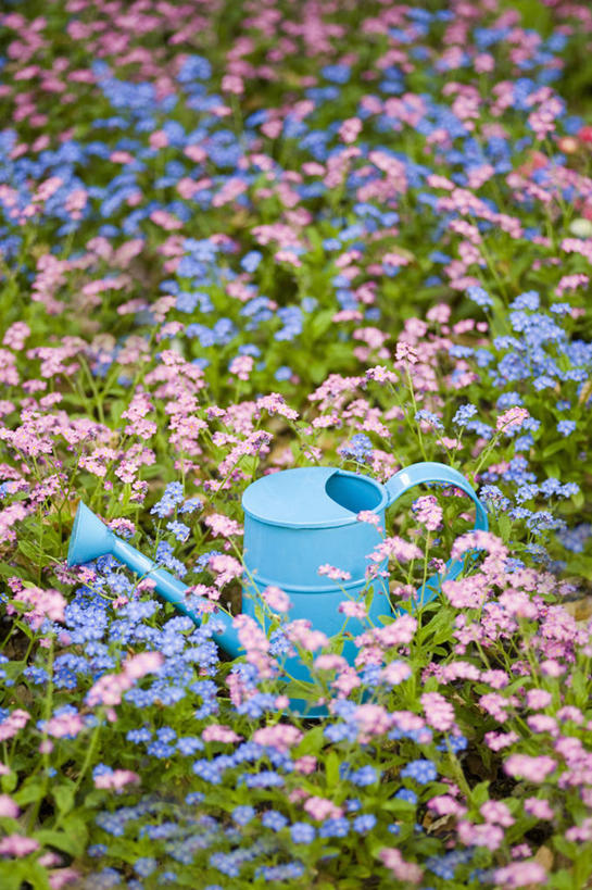 无人,竖图,彩色,室外,特写,白天,美景,植物,勿忘我,英国,金属,喷壶,景观,园艺,设备,物品,花,花瓣,一个,粉色,蓝色,自然,春天,景色,摄影,单个,五颜六色,色彩斑斓,自然风光,五彩缤纷,雪堆,五彩斑斓,五光十色,彩图,多年生植物