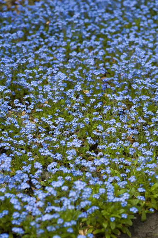 无人,竖图,彩色,室外,特写,白天,美景,植物,勿忘我,英国,许多,景观,很多,花,花瓣,蓝色,自然,春天,景色,摄影,五颜六色,色彩斑斓,自然风光,五彩缤纷,雪堆,五彩斑斓,五光十色,彩图,对焦,多年生植物