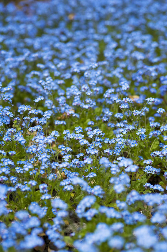 无人,竖图,彩色,室外,特写,白天,美景,植物,勿忘我,英国,许多,景观,很多,花,花瓣,蓝色,自然,春天,景色,摄影,五颜六色,色彩斑斓,自然风光,五彩缤纷,雪堆,五彩斑斓,五光十色,彩图,对焦,多年生植物