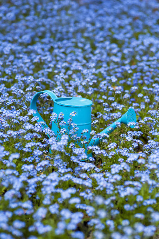 无人,竖图,彩色,室外,特写,白天,美景,植物,勿忘我,英国,金属,喷壶,景观,设备,物品,花,花瓣,一个,蓝色,自然,春天,景色,摄影,单个,五颜六色,色彩斑斓,自然风光,五彩缤纷,雪堆,五彩斑斓,五光十色,彩图,对焦,多年生植物,家务劳动