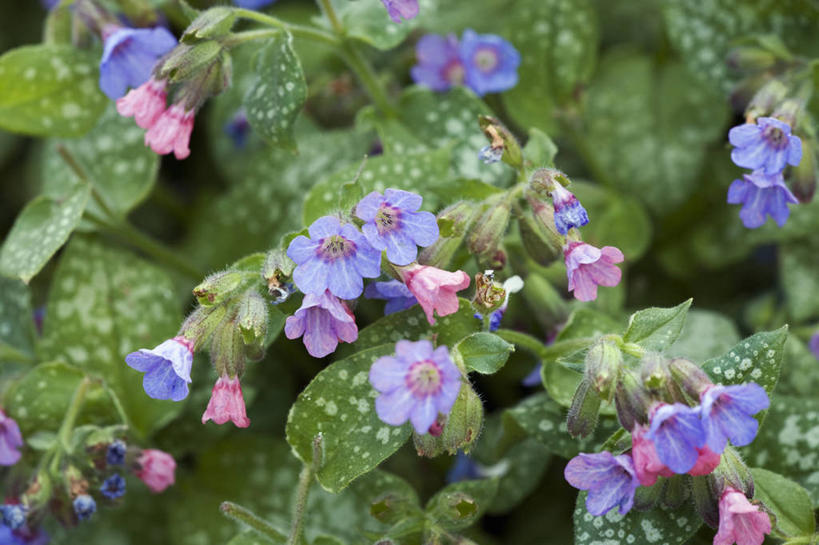 无人,横图,室外,特写,白天,美景,植物,英国,景观,花,花瓣,粉色,蓝色,紫色,自然,春天,景色,摄影,自然风光,彩图,兜藓