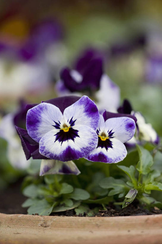 无人,竖图,室外,特写,白天,留白,美景,植物,紫罗兰,花盆,英国,景观,三色堇,花,花瓣,紫色,白色,自然,容器,景色,摄影,粘土,自然风光,三色紫罗兰,式样,彩图,对焦