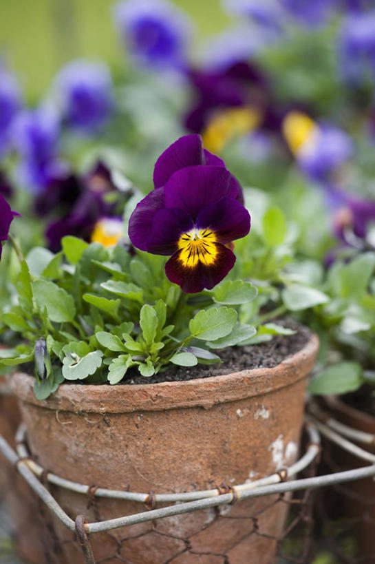 无人,竖图,室外,特写,白天,美景,植物,紫罗兰,静物,花盆,英国,篮子,景观,园艺,花,排列,紫色,自然,容器,景色,摄影,金属丝,粘土,自然风光,三色紫罗兰,彩图,对焦