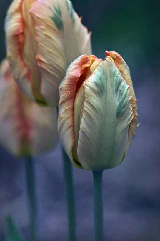 无人,竖图,室外,特写,白天,美景,植物,郁金香,蔬菜,英国,新鲜,景观,食品,花,花瓣,食物,三个,绿色,自然,奶油,春天,橙色,景色,摄影,有机食品,绿色食品,鹦鹉郁金香,自然风光,式样,彩图,对焦