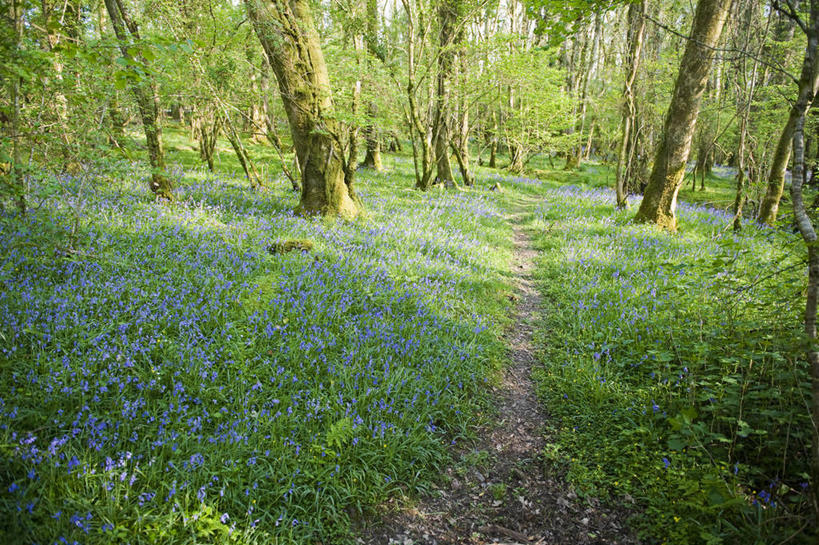 无人,横图,室外,白天,美景,树林,植物,蔬菜,日光,英国,阴影,新鲜,景观,小路,食品,树荫,野花,花,树,食物,蓝色,自然,春天,景色,摄影,有机食品,绿色食品,自然风光,雪堆,野风信子,彩图