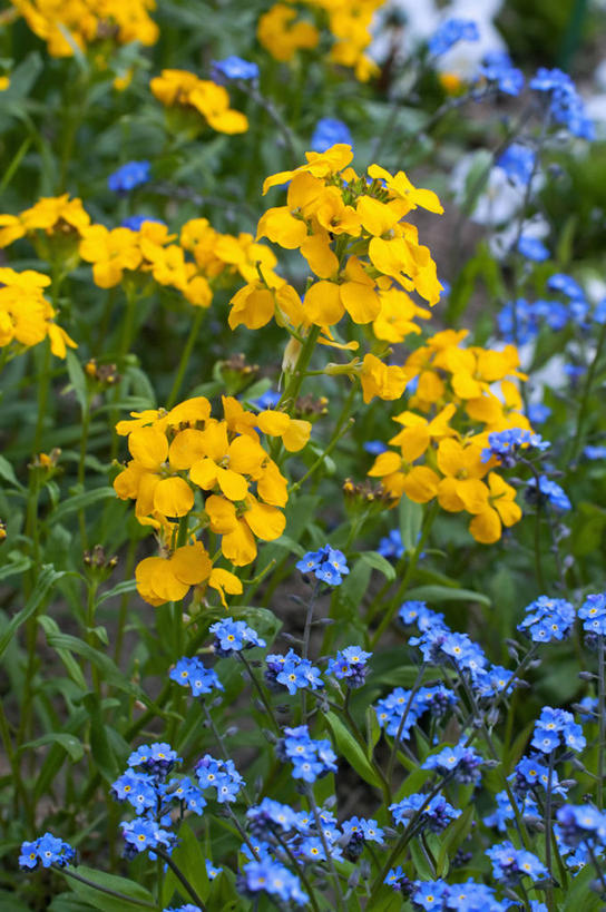 无人,竖图,室外,特写,白天,美景,植物,勿忘我,英国,景观,花,花瓣,黄色,蓝色,自然,春天,景色,摄影,多样,自然风光,彩图,对焦,多年生植物