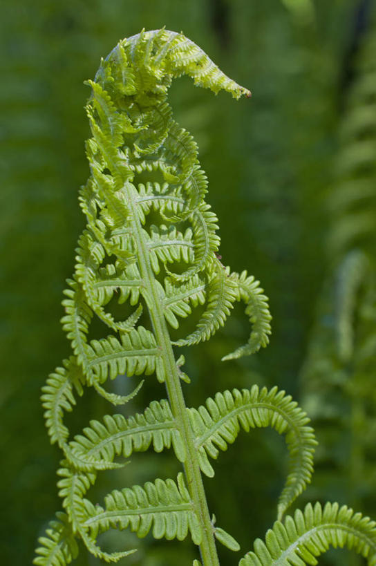 无人,竖图,室外,特写,白天,美景,植物,叶子,英国,景观,绿色,自然,夏天,景色,摄影,蕨类,自然风光,复叶,彩图