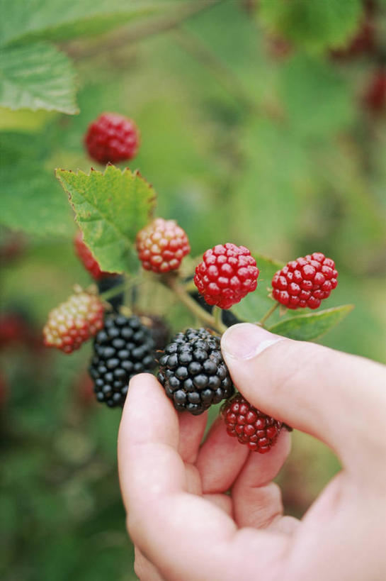 西方人,中年人,手,一个人,竖图,室外,特写,白天,留白,采摘,浆果,水果,欧洲,欧洲人,园艺,图像,饮食,自然,季节,遮,遮掩,人体,摄影,收获,部分,掩盖,遮挡,种族,主题,遮盖,掩饰,构图,黑刺莓,白种人,秋天,休闲活动,彩图,时空,捂住,对焦
