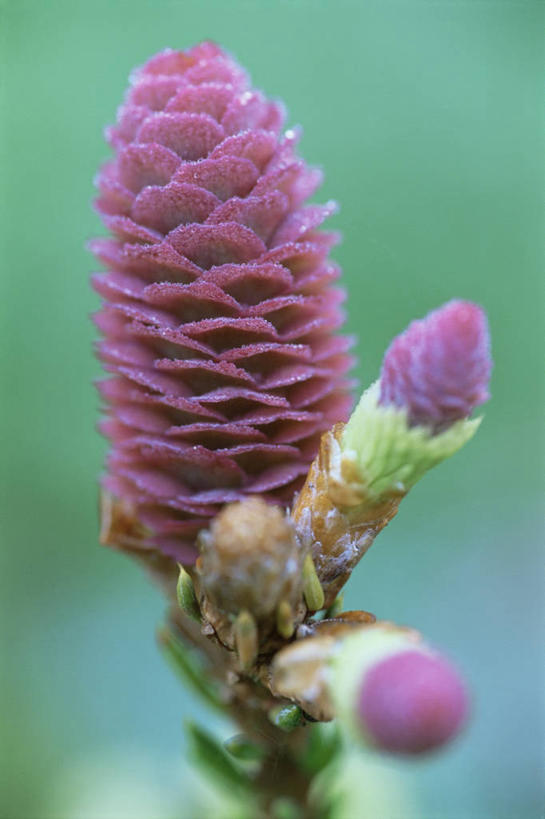 无人,竖图,室外,特写,白天,美景,植物,景观,松果,种子,图像,花,树,粉色,自然,春天,概念,生物,景色,季节,摄影,焦点,自然风光,主题,云杉,常绿树,构图,针叶树,彩图,挪威云杉,时空