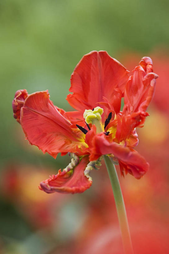 无人,竖图,室外,特写,白天,美景,郁金香,盛开,景观,图像,花蕾,花,花瓣,花朵,鲜花,一朵,一个,红色,自然,春天,花苞,花蕊,概念,橙色,景色,季节,摄影,单个,焦点,鹦鹉郁金香,自然风光,主题,构图,彩图,时空