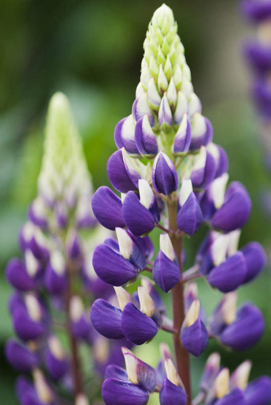 无人,竖图,室外,特写,白天,美景,植物,景观,尖顶,图像,紫色,自然,夏天,概念,生物,景色,季节,摄影,豌豆花,焦点,自然风光,主题,白羽扇豆,构图,彩图,时空