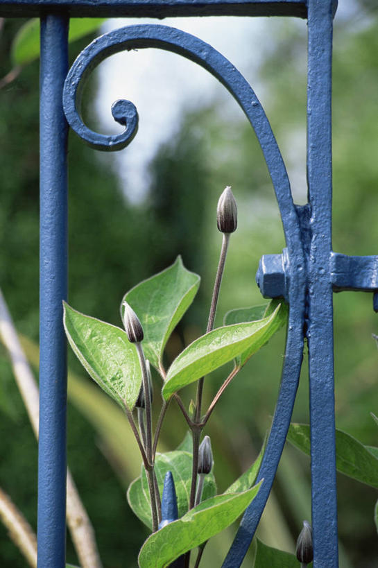 无人,竖图,室外,特写,白天,美景,植物,金属制品,大门,景观,铁线莲,图像,花蕾,花,蓝色,自然,概念,景色,摄影,焦点,自然风光,主题,构图,彩图,时空,状态
