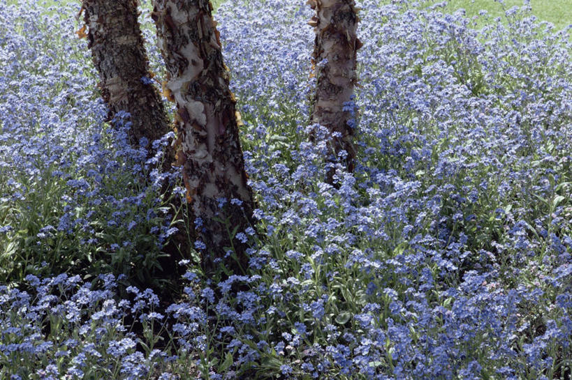 无人,横图,室外,白天,美景,勿忘我,景观,图像,树,树干,蓝色,自然,春天,概念,景色,季节,摄影,清新,自然风光,主题,构图,彩图,时空