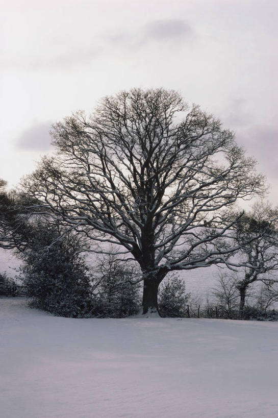 无人,竖图,室外,白天,美景,植物,景观,冬天,图像,树,自然,概念,景色,季节,摄影,生长,人造,自然风光,主题,橡树,剪影,落叶树,构图,彩图,时空
