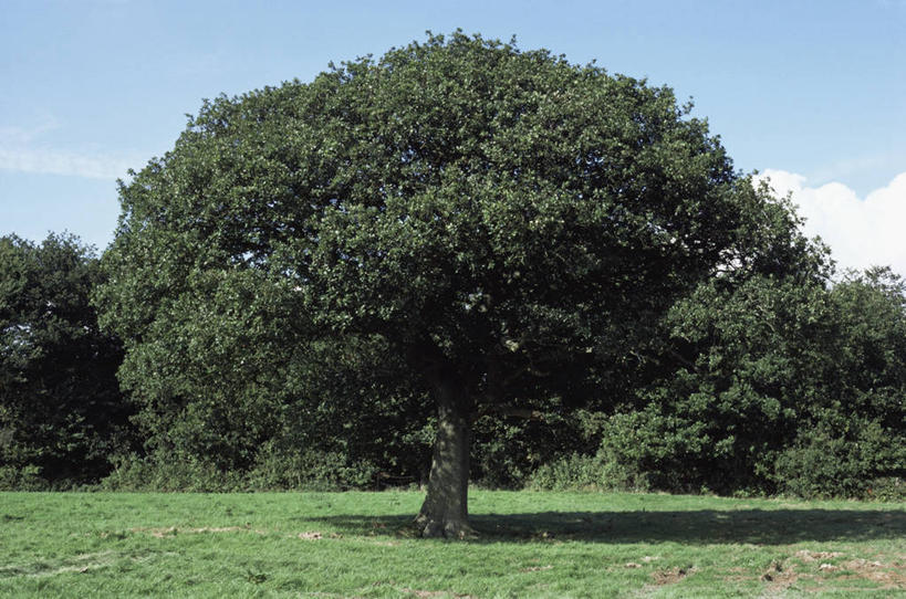 无人,横图,室外,白天,侧面,美景,植物,景观,图像,树,绿色,自然,夏天,概念,景色,季节,力量,摄影,生长,自然风光,主题,橡树,剪影,视角,落叶树,构图,彩图,时空,延时摄影