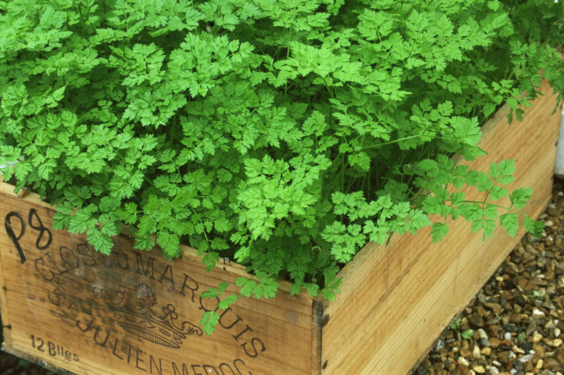 无人,横图,室外,特写,白天,美景,植物,叶子,景观,园艺,图像,绿色,自然,夏天,概念,景色,季节,摄影,生长,草本,清新,自然风光,主题,山萝卜,构图,彩图,时空