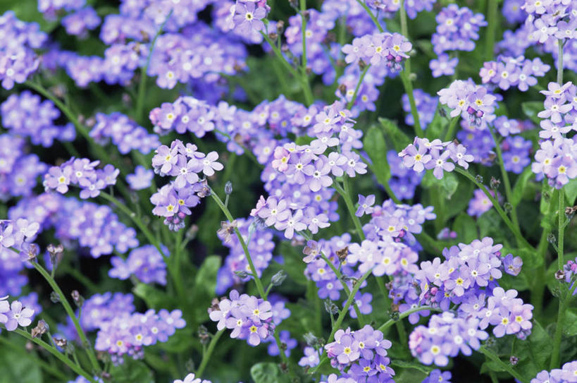 无人,横图,室外,特写,白天,背景,美景,勿忘我,许多,景观,很多,图像,紫色,自然,春天,概念,景色,季节,摄影,焦点,自然风光,主题,构图,彩图,全画面,全框架,全帧,时空,全画幅