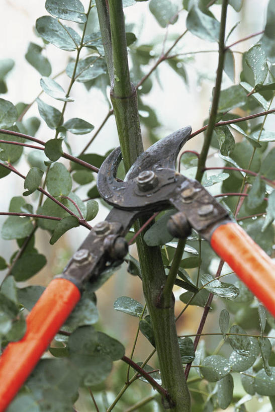 无人,家庭,竖图,室外,特写,白天,修剪,园艺,图像,设备,物品,一个,自然,温暖,温馨,一家人,摄影,单个,和睦,人造,主题,构图,休闲活动,彩图,时空,融洽,家务劳动