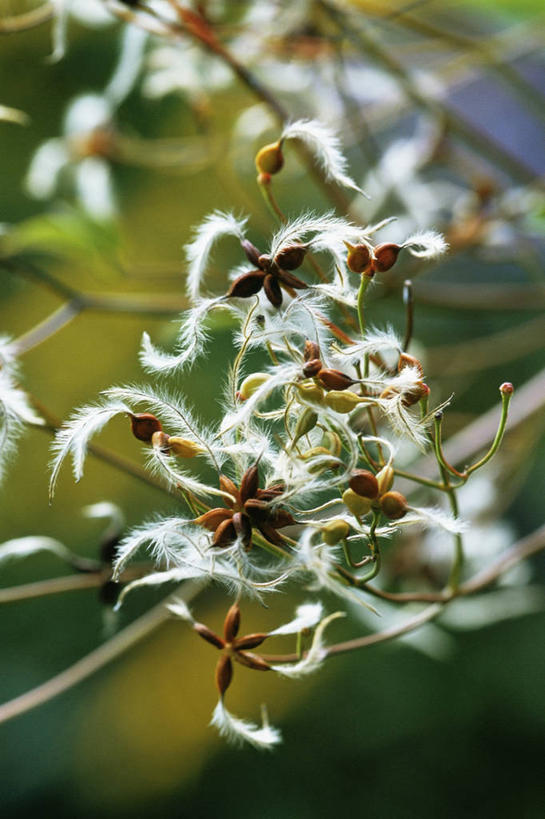 无人,竖图,室外,特写,白天,植物,许多,铁线莲,很多,图像,花,自然,季节,摄影,主题,肌理,构图,秋天,彩图,时空,对焦,翎毛