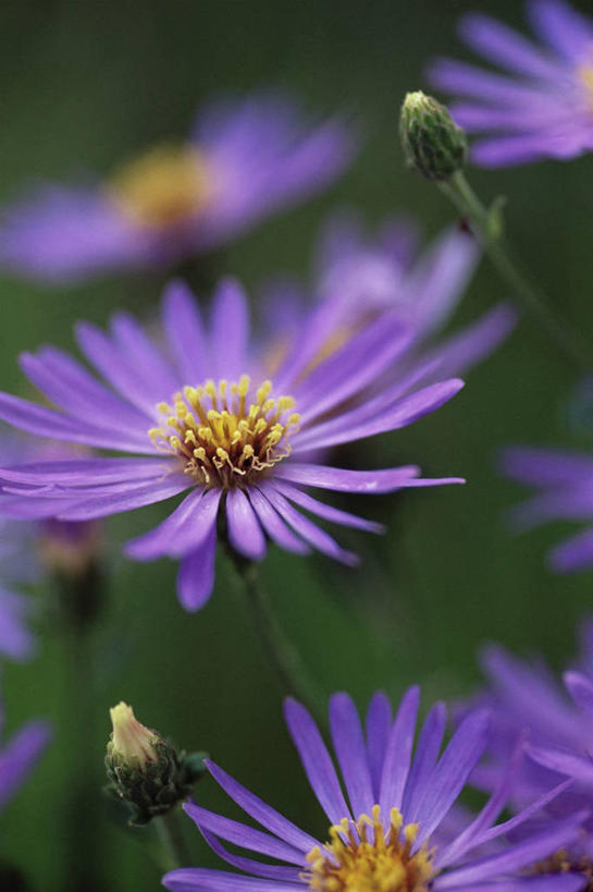 无人,竖图,室外,特写,白天,美景,植物,景观,图像,花蕾,花瓣,紫色,自然,概念,生物,景色,季节,摄影,焦点,自然风光,主题,构图,紫苑,秋天,彩图,时空