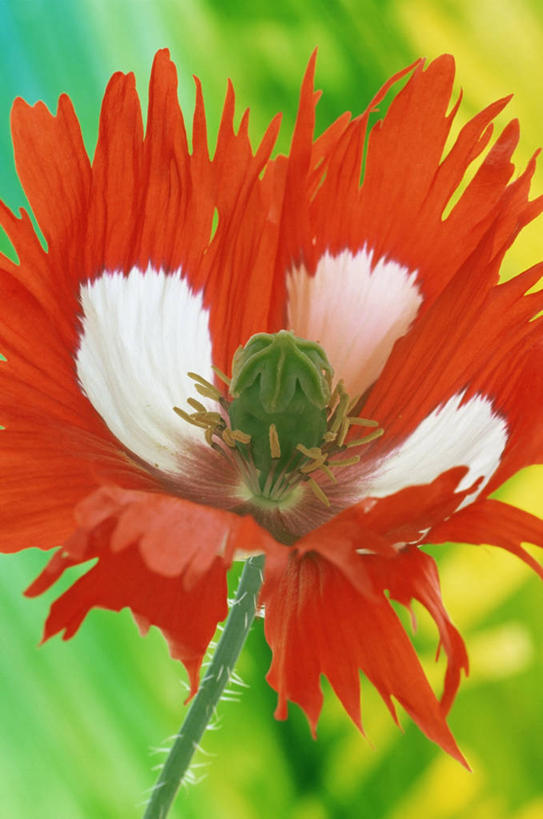 无人,竖图,室内,特写,背景,美景,静物,绿色背景,盛开,景观,茎,图像,花蕾,花,花瓣,花朵,鲜花,一朵,绿色,自然,花苞,花蕊,概念,景色,摄影,雄蕊,自然风光,主题,刘海,构图,式样,彩图,影棚拍摄,边缘现象