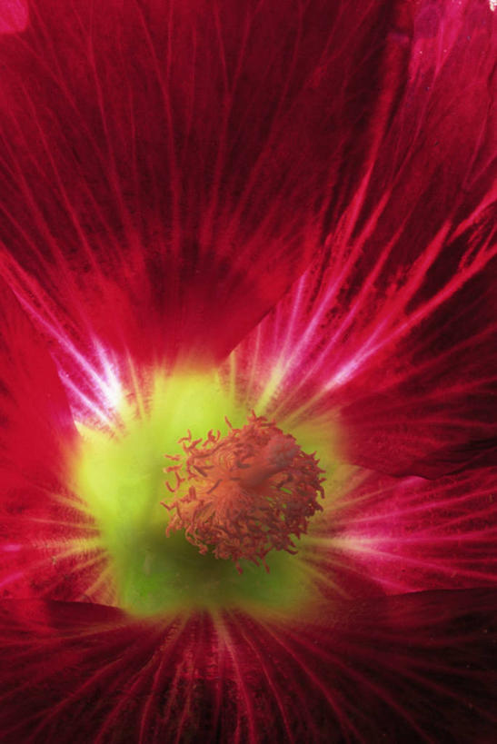 无人,竖图,室外,特写,白天,背景,美景,盛开,景观,图像,花蕾,花,花瓣,花朵,鲜花,一朵,一个,红色,自然,花苞,花蕊,概念,景色,摄影,单个,自然风光,主题,蜀葵,构图,彩图,全画面,全框架,全帧,时空,全画幅