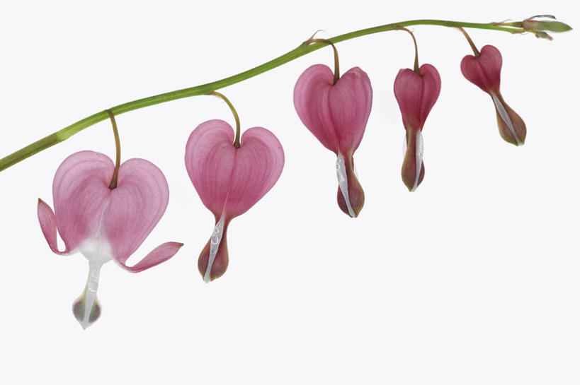 无人,横图,室内,特写,白色背景,美景,静物,五个,许多,透明,景观,浪漫,图像,花,花瓣,粉色,白色,自然,概念,景色,摄影,影棚,脆弱,自然风光,摄影棚,主题,逆光,荷包牡丹,构图,心型,彩图,影棚拍摄,爱,拍摄