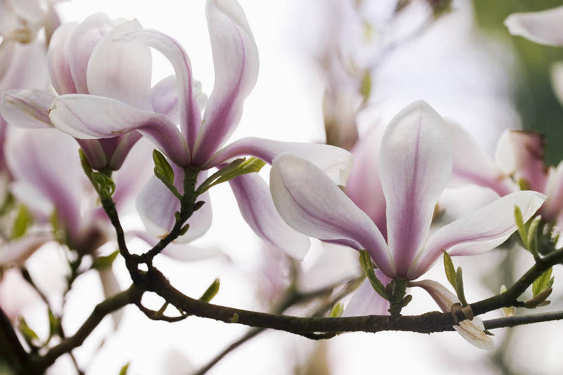 无人,横图,室外,特写,白天,美景,玉兰花,景观,图像,花瓣,粉色,自然,概念,景色,摄影,焦点,自然风光,主题,辛夷,落叶树,木兰花,构图,郁金香树,玉兰,应春花,木兰,白玉兰,玉树,彩图,时空,望春,玉堂春