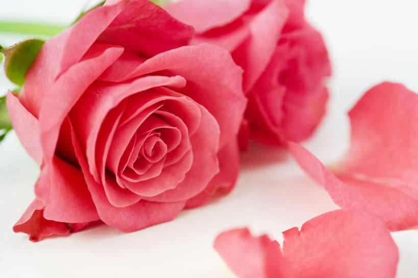 无人,横图,室内,特写,白色背景,美景,玫瑰,情人节,景观,浪漫,图像,花瓣,两个,红色,白色,自然,概念,景色,摄影,焦点,自然风光,主题,构图,彩图,影棚拍摄,爱