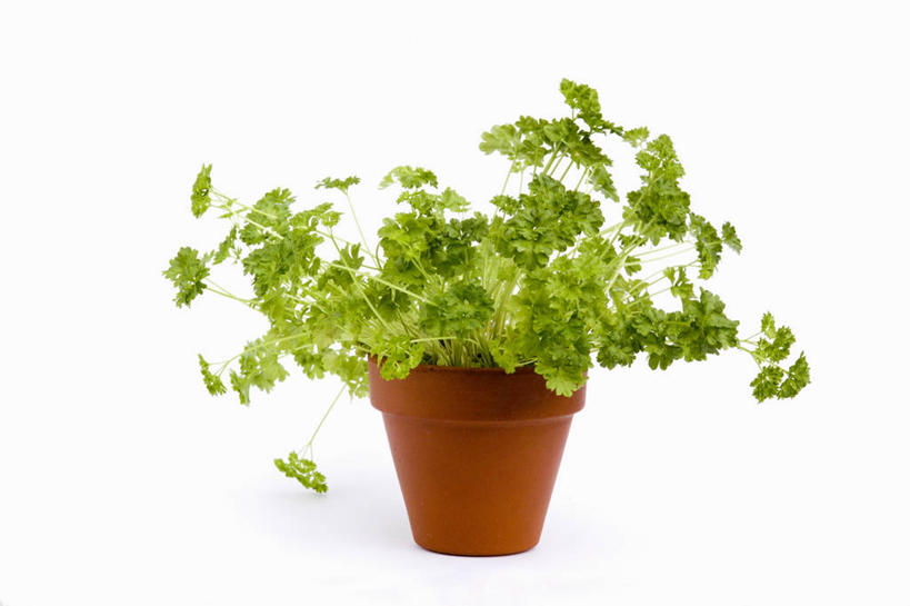 无人,横图,室内,特写,白色背景,美景,植物,静物,景观,图像,绿色,白色,自然,概念,景色,摄影,欧芹,草本,清新,自然风光,主题,构图,彩图,影棚拍摄