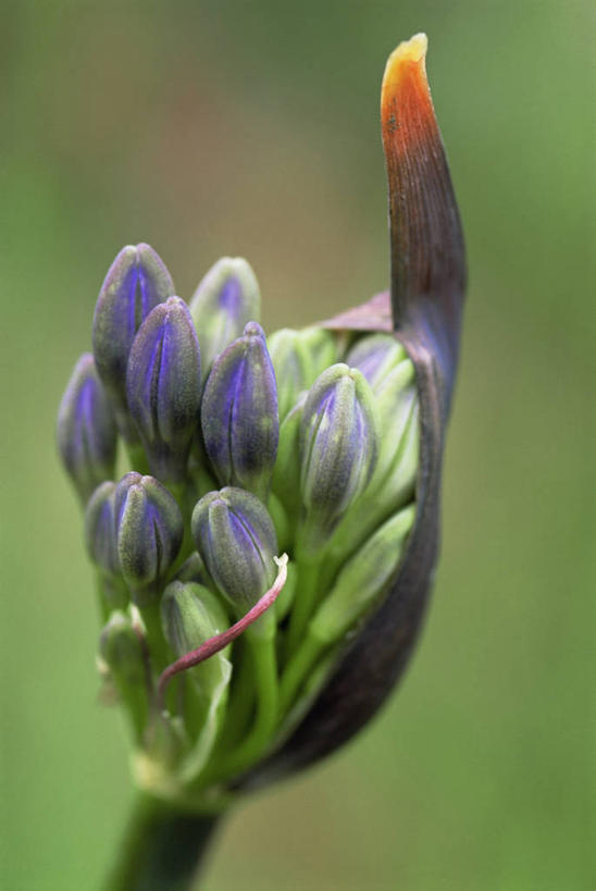 无人,竖图,室外,特写,白天,美景,百合花,景观,图像,紫色,自然,打开,概念,景色,摄影,非洲百合,焦点,开启,清新,自然风光,主题,发展,构图,彩图,时空