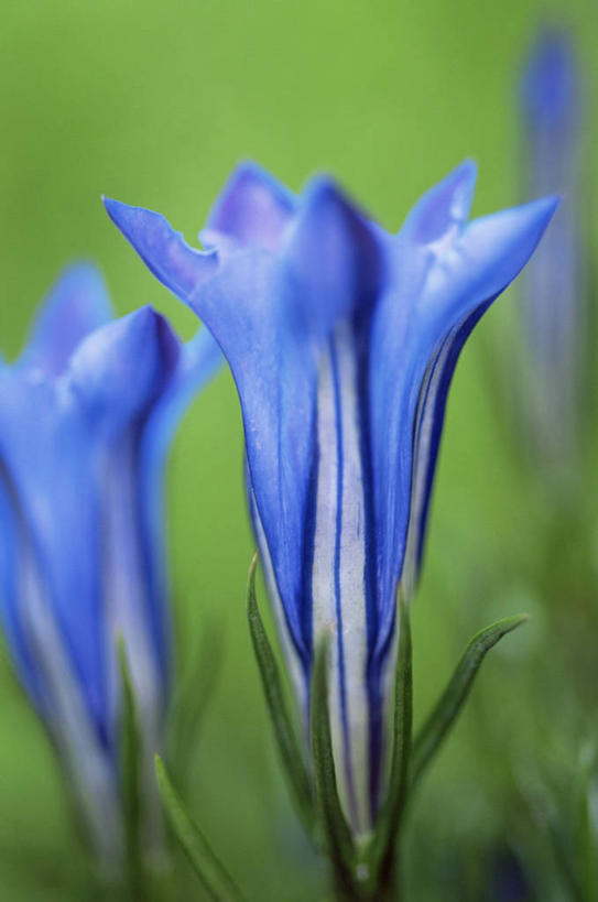 无人,竖图,室外,特写,白天,美景,植物,景观,草药,药草,图像,中药,花,蓝色,自然,概念,景色,摄影,龙胆,焦点,清新,自然风光,主题,药材,中草药,中药材,本草,构图,彩图,时空