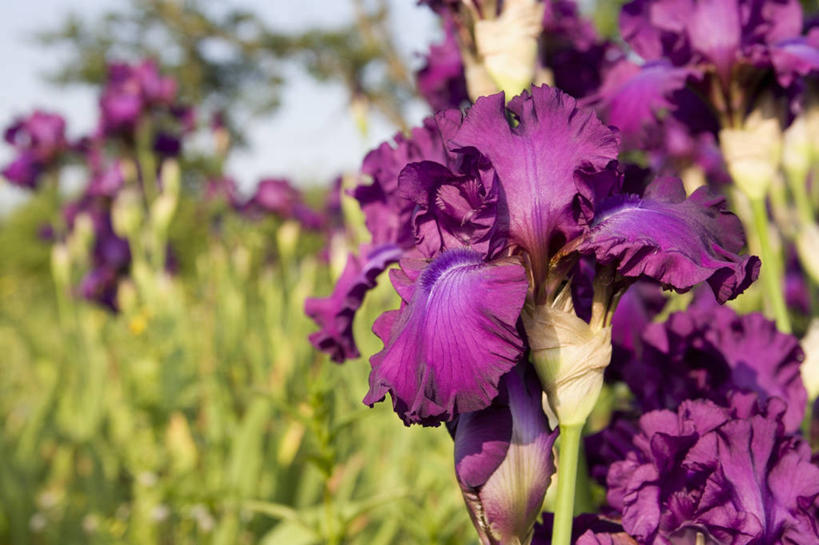 无人,横图,室外,特写,白天,爱情,友谊,美景,景观,鸢尾花,图像,紫色,自然,概念,景色,摄影,焦点,鸢尾,自然风光,主题,紫蝴蝶,蓝蝴蝶,扁竹花,构图,彩图,爱丽丝,爱丽丝花,时空