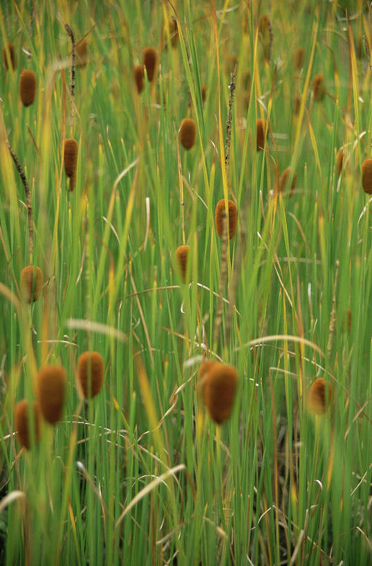 无人,竖图,室外,特写,白天,背景,美景,许多,景观,很多,图像,自然,概念,景色,摄影,焦点,自然风光,主题,香蒲,构图,灯心草,彩图,全画面,全框架,全帧,时空,全画幅